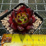 Echeveria Agavoides 'Sarah Bonnie' 莎拉邦妮 -- JCC Succulent Plants