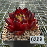 Echeveria Agavoides 'Sarah Bonnie' 莎拉邦妮 -- JCC Succulent Plants