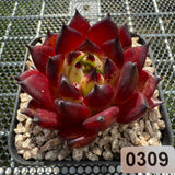 Echeveria Agavoides 'Sarah Bonnie' 莎拉邦妮 -- JCC Succulent Plants