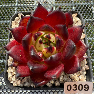 Echeveria Agavoides 'Sarah Bonnie' 莎拉邦妮 -- JCC Succulent Plants