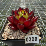 Echeveria Agavoides 'Sarah Bonnie' 莎拉邦妮 -- JCC Succulent Plants