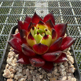 Echeveria Agavoides 'Sarah Bonnie' 莎拉邦妮 -- JCC Succulent Plants