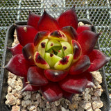 Echeveria Agavoides 'Sarah Bonnie' 莎拉邦妮 -- JCC Succulent Plants