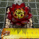 Echeveria Agavoides 'Sarah Bonnie' 莎拉邦妮 -- JCC Succulent Plants