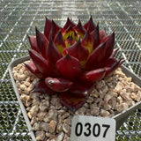 Echeveria Agavoides 'Sarah Bonnie' 莎拉邦妮 -- JCC Succulent Plants