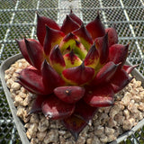 Echeveria Agavoides 'Sarah Bonnie' 莎拉邦妮 -- JCC Succulent Plants