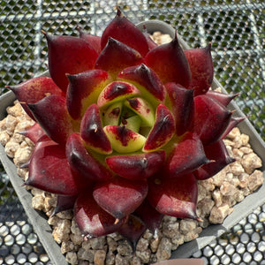 Echeveria Agavoides 'Sarah Bonnie' 莎拉邦妮 -- JCC Succulent Plants