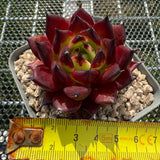 Echeveria Agavoides 'Sarah Bonnie' 莎拉邦妮 -- JCC Succulent Plants