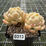 Echeveria Elegans 'Ice Cream' 月影冰淇淋 -- JCC Succulent Plants