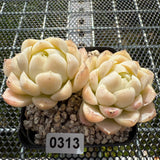 Echeveria Elegans 'Ice Cream' 月影冰淇淋 -- JCC Succulent Plants