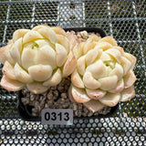 Echeveria Elegans 'Ice Cream' 月影冰淇淋 -- JCC Succulent Plants