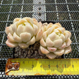 Echeveria Elegans 'Ice Cream' 月影冰淇淋 -- JCC Succulent Plants