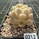 Echeveria Elegans 'Ice Cream' 月影冰淇淋 -- JCC Succulent Plants