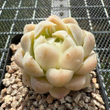 Echeveria Elegans 'Ice Cream' 月影冰淇淋 -- JCC Succulent Plants