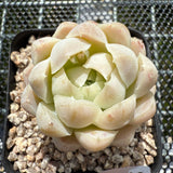 Echeveria Elegans 'Ice Cream' 月影冰淇淋 -- JCC Succulent Plants