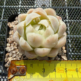 Echeveria Elegans 'Ice Cream' 月影冰淇淋 -- JCC Succulent Plants