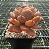 Echeveria 'Pink Jenny' Crest 粉珍妮缀化 -- JCC Succulent Plants