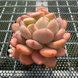 Echeveria 'Pink Jenny' Crest 粉珍妮缀化 -- JCC Succulent Plants