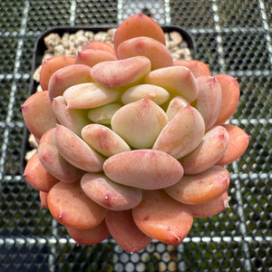 Echeveria 'Pink Jenny' Crest 粉珍妮缀化 -- JCC Succulent Plants