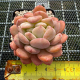 Echeveria 'Pink Jenny' Crest 粉珍妮缀化 -- JCC Succulent Plants