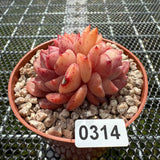 Echeveria 'Pink Apparition' 粉冰魄 -- JCC Succulent Plants