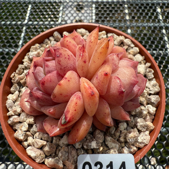 Echeveria 'Pink Apparition' 粉冰魄 -- JCC Succulent Plants