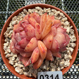 Echeveria 'Pink Apparition' 粉冰魄 -- JCC Succulent Plants