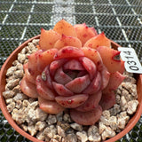 Echeveria 'Pink Apparition' 粉冰魄 -- JCC Succulent Plants