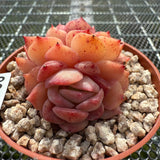 Echeveria 'Pink Apparition' 粉冰魄 -- JCC Succulent Plants