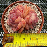 Echeveria 'Pink Apparition' 粉冰魄 -- JCC Succulent Plants