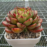 Echeveria 'Magic Fire' 魔火 -- JCC Succulent Plants