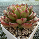 Echeveria 'Magic Fire' 魔火 -- JCC Succulent Plants