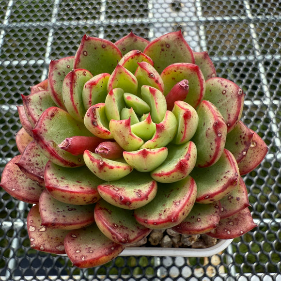 Echeveria 'Magic Fire' 魔火 -- JCC Succulent Plants