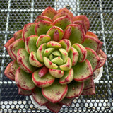 Echeveria 'Magic Fire' 魔火 -- JCC Succulent Plants