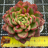 Echeveria 'Magic Fire' 魔火 -- JCC Succulent Plants