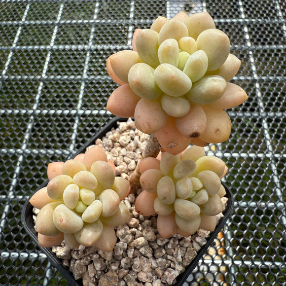 Sedum 'Caviar' 鱼子酱 -- JCC Succulent Plants