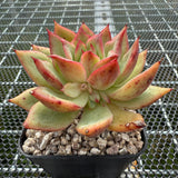 Echeveria 'Pink Dragon' 粉龙 -- JCC Succulent Plants