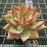 Echeveria 'Pink Dragon' 粉龙 -- JCC Succulent Plants