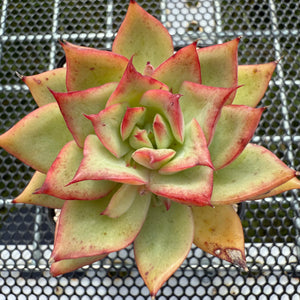 Echeveria 'Pink Dragon' 粉龙 -- JCC Succulent Plants