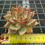 Echeveria 'Pink Dragon' 粉龙 -- JCC Succulent Plants