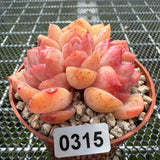 Echeveria 'Pink Apparition' Crest 粉冰魄缀化-- JCC Succulent Plants