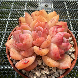 Echeveria 'Pink Apparition' Crest 粉冰魄缀化-- JCC Succulent Plants