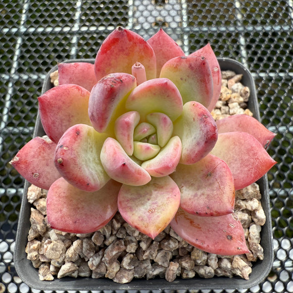 Echeveria 'Castle Elf' 城堡精灵 -- JCC Succulent Plants