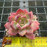 Echeveria 'Castle Elf' 城堡精灵 -- JCC Succulent Plants