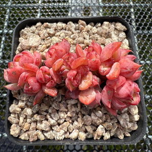 Echeveria 'Red Begonia' Crest 红海棠缀化 -- JCC Succulent Plants