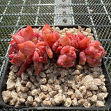 Echeveria 'Red Begonia' Crest 红海棠缀化 -- JCC Succulent Plants