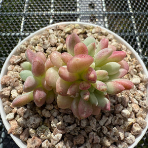 Graptopetalum 'Cute Bean' Variegated 萌豆锦 -- JCC Succulent Plants