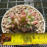 Graptopetalum 'Cute Bean' Variegated 萌豆锦 -- JCC Succulent Plants