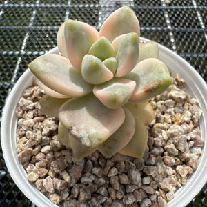 Grapto. Paraguayense Bernalense Variegated 美杏锦 -- JCC Succulent Plants