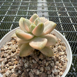 Grapto. Paraguayense Bernalense Variegated 美杏锦 -- JCC Succulent Plants